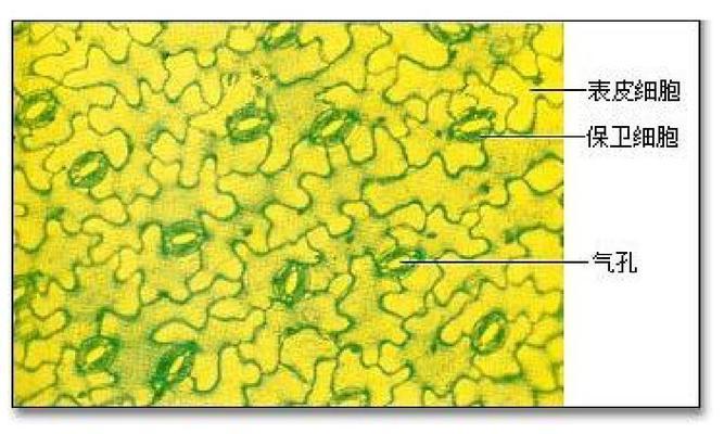 植物呼吸作用的重要性(探索植物呼吸作用的意义及其生态功能) 植物呼吸作用的重要性(探索植物呼吸作用的意义及其生态功能)