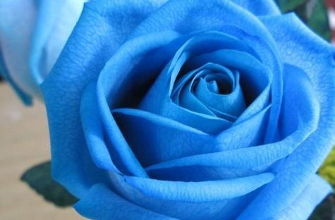 蓝色玫瑰的深情与神秘（探索蓝色玫瑰花语的含义）