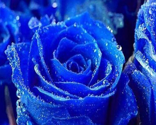 蓝色玫瑰的深情与神秘(探索蓝色玫瑰花语的含义) 蓝色玫瑰的深情与神秘(探索蓝色玫瑰花语的含义)
