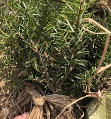 红豆杉种子可以吃吗？食用红豆杉种子的安全性解析？