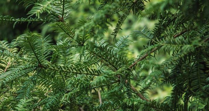 红豆杉种子可以吃吗？食用红豆杉种子的安全性解析？