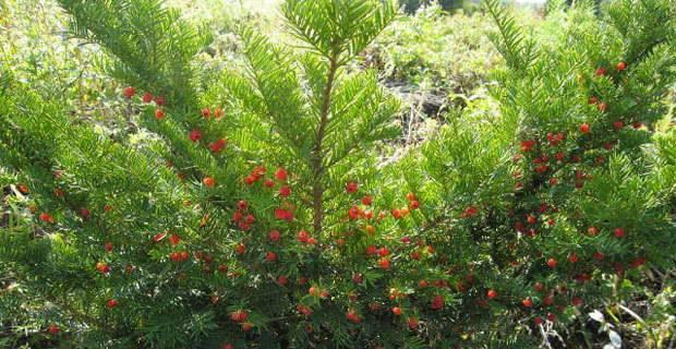 红豆杉种子可以吃吗？食用红豆杉种子的安全性解析？