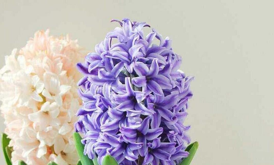 用风信子花语解读不同颜色的含义（探索风信子的神秘语言）