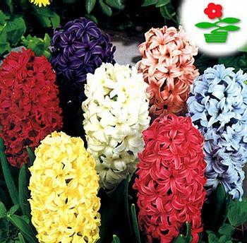 用风信子花语解读不同颜色的含义（探索风信子的神秘语言）