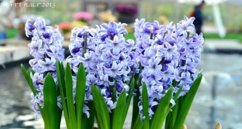 用风信子花语解读不同颜色的含义（探索风信子的神秘语言）