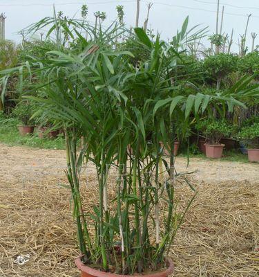 椰子主要产自哪些国家和地区？如何辨别不同产地的椰子？