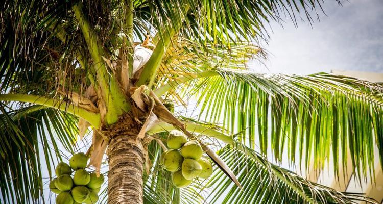 椰子主要产自哪些国家和地区？如何辨别不同产地的椰子？