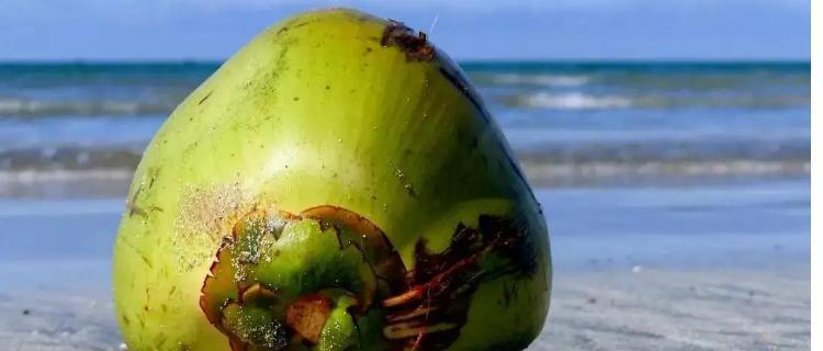 椰子主要产自哪些国家和地区？如何辨别不同产地的椰子？