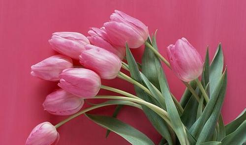 郁金香的寓意与象征(探索郁金香所代表的美丽与希望) 郁金香的寓意与象征(探索郁金香所代表的美丽与希望)