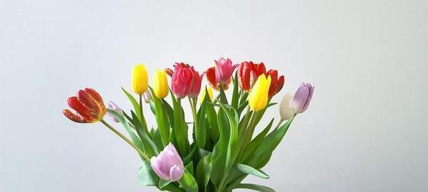 郁金香的寓意与象征(探索郁金香所代表的美丽与希望) 郁金香的寓意与象征(探索郁金香所代表的美丽与希望)