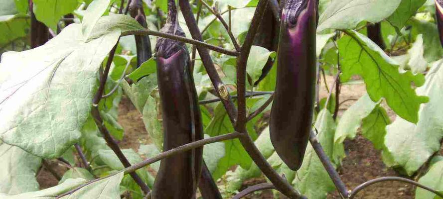 茄子有几种颜色？不同品种茄子的颜色特点是什么？