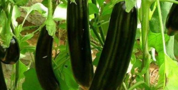 茄子有几种颜色?不同品种茄子的颜色特点是什么?