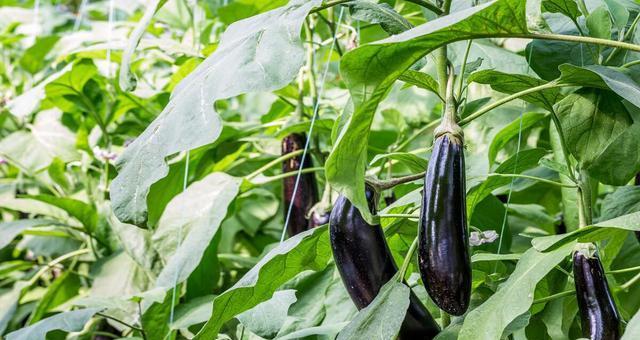 茄子有几种颜色？不同品种茄子的颜色特点是什么？