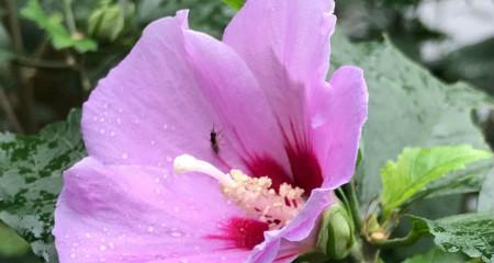 木槿的花语（探索木槿花的象征意义与内涵）