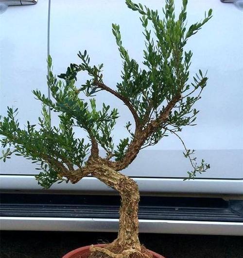 黄杨老桩养殖方法是什么？养护过程中应注意哪些事项？