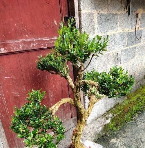 黄杨老桩养殖方法是什么？养护过程中应注意哪些事项？