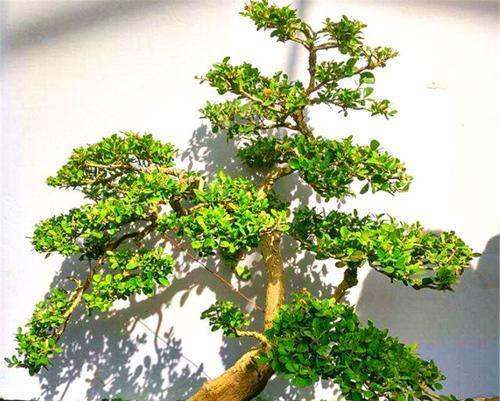 黄杨老桩养殖方法是什么？养护过程中应注意哪些事项？