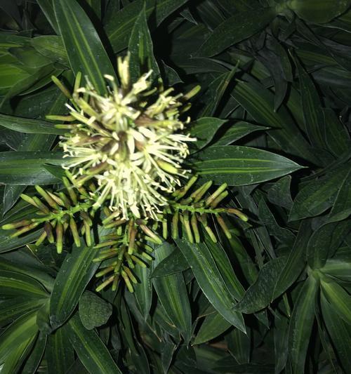 富贵竹开花的寓意与意义（探寻富贵竹花开之谜及象征的深意）