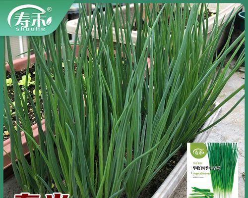 葱属于什么类型的根系？葱的根系有何特点？