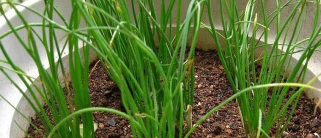 葱属于什么类型的根系？葱的根系有何特点？