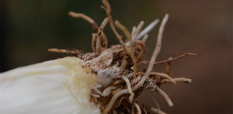 葱属于什么类型的根系？葱的根系有何特点？