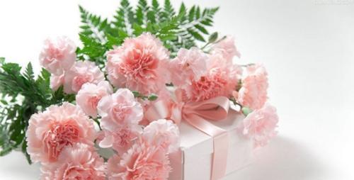 康乃馨花语与粉色康乃馨的意义（探寻粉色康乃馨的花语与象征意义）