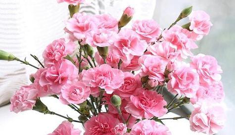 康乃馨花语与粉色康乃馨的意义（探寻粉色康乃馨的花语与象征意义）