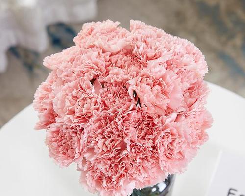 康乃馨花语与粉色康乃馨的意义（探寻粉色康乃馨的花语与象征意义）