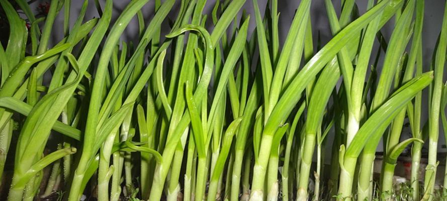 蒜苗在哪个季节种植最好？如何判断蒜苗的成熟季节？