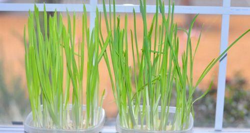 蒜苗在哪个季节种植最好？如何判断蒜苗的成熟季节？