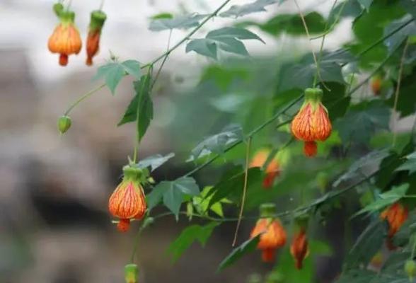 悬铃花花语之美(以悬铃花花语为纽带) 悬铃花花语之美(以悬铃花花语为纽带)