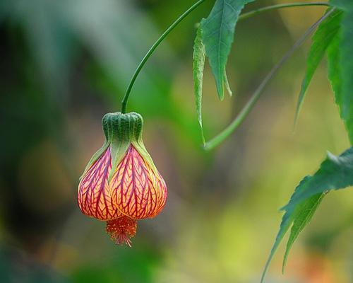 悬铃花花语之美(以悬铃花花语为纽带) 悬铃花花语之美(以悬铃花花语为纽带)