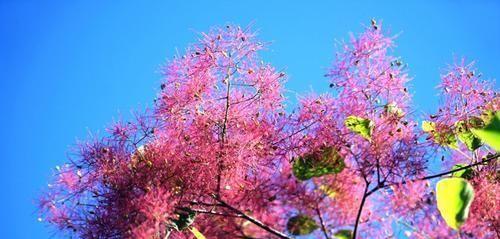 黄栌象征的意义与寓意（探索自然之美）