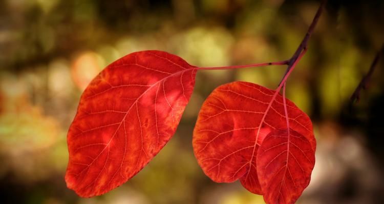 黄栌象征的意义与寓意（探索自然之美）