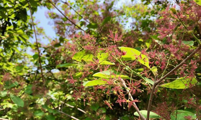黄栌象征的意义与寓意（探索自然之美）