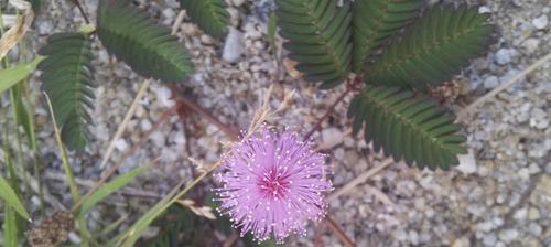 含羞草是否怕晒太阳？晒太阳对含羞草有什么影响？