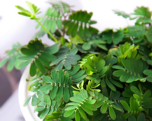 含羞草是否怕晒太阳？晒太阳对含羞草有什么影响？