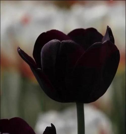 黑色曼陀罗花语与传说（解读黑色曼陀罗花的象征意义与神秘传说）