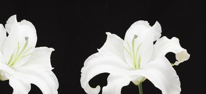 黑色曼陀罗花语与传说（解读黑色曼陀罗花的象征意义与神秘传说）