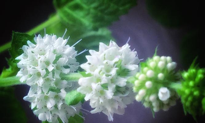薄荷花语的含义及相关传说（揭秘薄荷的秘密与传统文化故事）