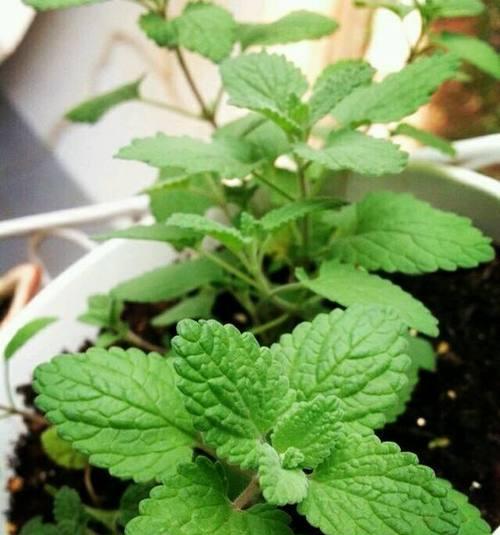 薄荷花语的含义及相关传说（揭秘薄荷的秘密与传统文化故事）