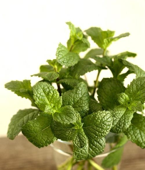 薄荷花语的含义及相关传说（揭秘薄荷的秘密与传统文化故事）