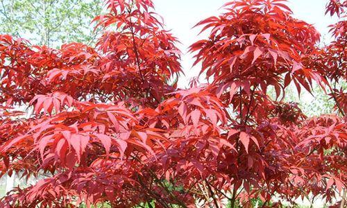 枫叶的花语（秋意浓的枫叶带给我们的美好寓意）