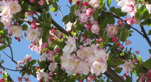 海棠花一年开几次花？如何正确养护以促进开花？