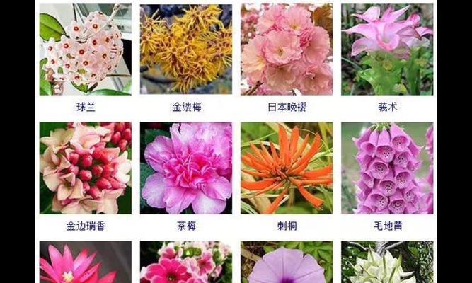 海棠花一年开几次花？如何正确养护以促进开花？