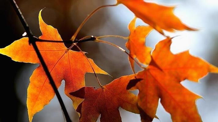 枫叶的花语（秋意浓的枫叶带给我们的美好寓意）