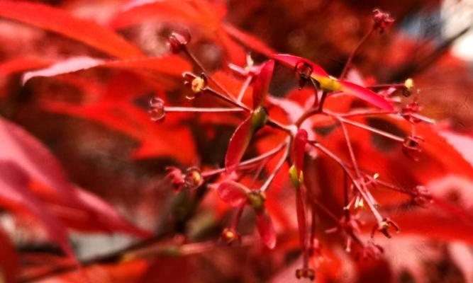 枫叶的花语（秋意浓的枫叶带给我们的美好寓意）