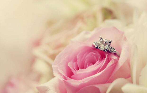 11朵粉玫瑰的含义与象征（传递浪漫与温柔的花语）