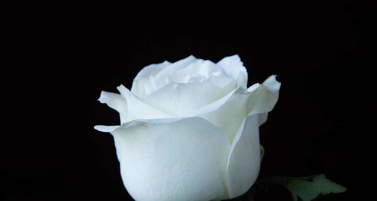 白玫瑰的象征意义与美丽之魅力（探寻白玫瑰的深层意蕴）
