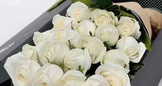 白玫瑰的象征意义与美丽之魅力（探寻白玫瑰的深层意蕴）